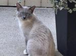Lily - Siamese Kitten For Sale - MA&comma; US
