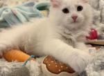 Duchess of FirCountry Siberians - Siberian Kitten For Sale - Castle Rock&comma; WA&comma; US