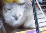 Potpourri's Litter - Ragdoll Kitten For Sale - 