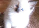 Potpourri's Litter - Ragdoll Kitten For Sale - Santa Rosa&comma; CA&comma; US