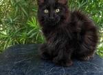 Oscar - Maine Coon Kitten For Sale - Grant Valkaria&comma; FL&comma; US