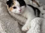 Marsha - Scottish Fold Kitten For Sale - AND&comma; SC&comma; US
