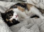 Mellow - Scottish Fold Kitten For Sale - AND&comma; SC&comma; US