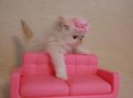 Persiangirl - Persian Kitten For Sale - 