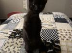 Hamilton - Munchkin Kitten For Adoption - Aiken&comma; SC&comma; US