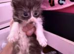 Maine coon and manx kittens - Manx Kitten For Sale - Cushing&comma; TX&comma; US