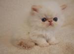 Boris - Persian Kitten For Sale - 