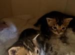 Romeo & Juliet - Bengal Kitten For Sale - Galloway&comma; NJ&comma; US