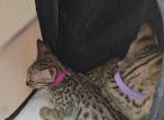 Savannahs F1 F2 F7 Coming Soon Join Our Waitlist - Savannah Cat For Sale - 