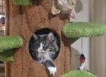 Tiki Torch litter - Maine Coon Kitten For Sale - Elk Grove&comma; CA&comma; US