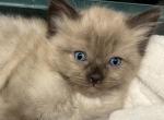 Mink ragdoll - Ragdoll Kitten For Sale - 
