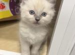 Blue point ragdoll male - Ragdoll Kitten For Sale - 