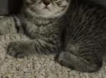 Scottish folds - Scottish Fold Kitten For Sale - Providence&comma; RI&comma; US