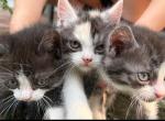 Persians05 - Persian Kitten For Sale - 