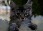 Cherry - Maine Coon Kitten For Sale - McArthur&comma; CA&comma; US