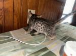 Bengal Savannahs - Bengal Kitten For Sale - Worcester&comma; MA&comma; US