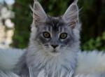 Kiwi - Maine Coon Kitten For Sale - McArthur&comma; CA&comma; US