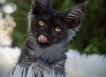 Guava - Maine Coon Kitten For Sale - McArthur&comma; CA&comma; US