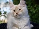 Mango - Maine Coon Kitten For Sale - McArthur&comma; CA&comma; US
