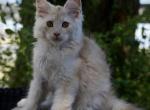 Pineapple - Maine Coon Kitten For Sale - McArthur&comma; CA&comma; US