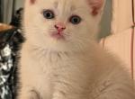 Beil - Scottish Fold Kitten For Sale - Philadelphia&comma; PA&comma; US