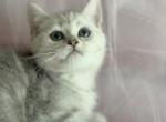 Silver - British Shorthair Kitten For Sale - Huntingtn Bch&comma; CA&comma; US