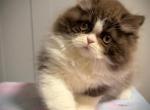 Chocolate Persian Mix Girl AVAILABLE NOW - Persian Kitten For Sale - 