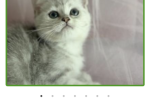 Silver - British Shorthair Kitten For Sale - 