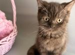 Sunny - British Shorthair Kitten For Sale - Huntingtn Bch&comma; CA&comma; US