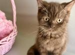 Chocolate - British Shorthair Kitten For Sale - Aliso Viejo&comma; CA&comma; US