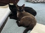 Nugget and Chai - Domestic Kitten For Adoption - Bloomingdale&comma; GA&comma; US