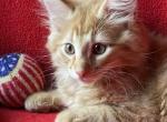 Fritz - Norwegian Forest Kitten For Sale - Arpin&comma; WI&comma; US