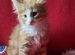 Cheeto - Norwegian Forest Kitten For Sale - Arpin&comma; WI&comma; US