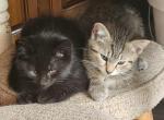 Mixed Colors - American Shorthair Kitten For Sale - Drums&comma; PA&comma; US