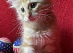 Surprise - Norwegian Forest Kitten For Sale - Arpin&comma; WI&comma; US