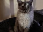 Maple - Maine Coon Kitten For Sale - 