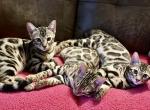 Mr Green - Bengal Kitten For Adoption - 