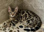 Blue Baron - Bengal Kitten For Sale - 