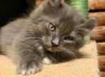 Littlefoot - Munchkin Kitten For Sale - 