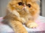 Persian Male On Hold For Aiden - Persian Kitten For Sale - Lake Station&comma; IN&comma; US
