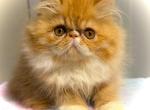 Red Tabby Persian Male AVAILABLE NOW - Persian Kitten For Sale - 