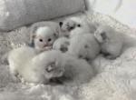 Bellas litter - Ragdoll Kitten For Sale - Charlotte&comma; NC&comma; US