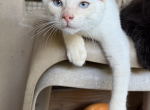 Flame Point MALE Siamese Kitten - Siamese Kitten For Sale - Dixon&comma; MO&comma; US