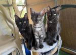 Maine Coon x Siamese CROSS Kittens - Maine Coon Kitten For Sale - Dixon&comma; MO&comma; US