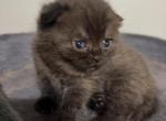 Chaki - Scottish Fold Kitten For Sale - Philadelphia&comma; PA&comma; US