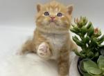 Garfield Scottish Straight Male - Scottish Straight Kitten For Sale - Orlando&comma; FL&comma; US