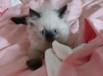 Paula's Persians - Persian Kitten For Sale - Thornville&comma; OH&comma; US