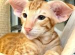 Mau - Oriental Kitten For Sale - Fleming Island&comma; FL&comma; US