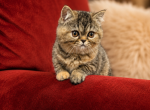 Beautiful Exotic Persian Kittens - Exotic Kitten For Sale - Muscle Shoals&comma; AL&comma; US