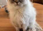 Bushka - Scottish Straight Cat For Sale - Sacramento&comma; CA&comma; US